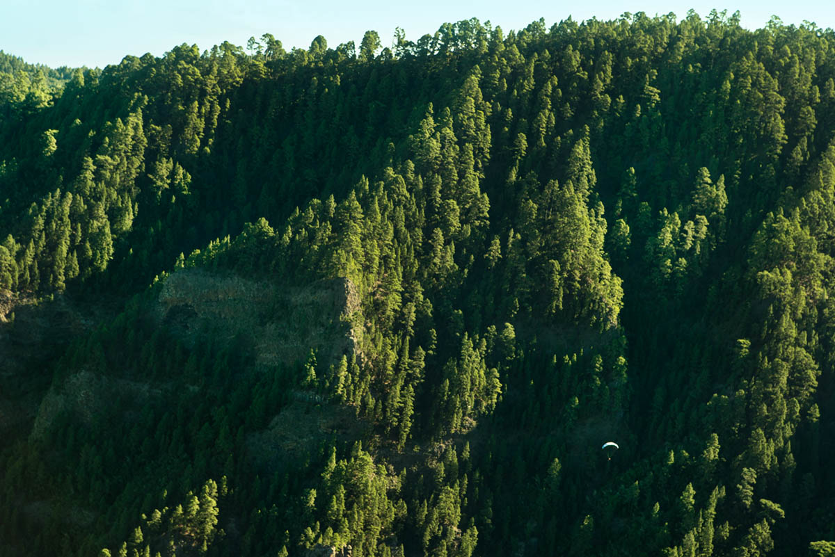 Tenerife Paragliding trees landscape awesome